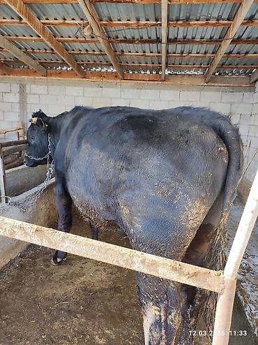 Коровы, быки: Продаю | Бык (самец) | Швицкая — 8