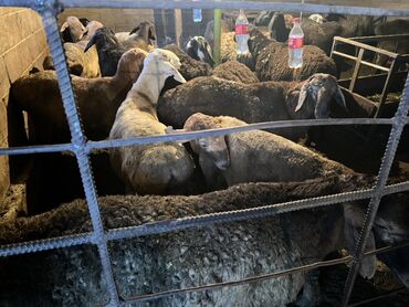 крс быки: Сатам | Ургаачы кой (ургаачы) | Көбөйтүү үчүн | Асыл тукумдуу