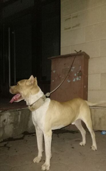 Продажа собак: Американский питбультерьер, кобель, рыже-белый окрас. Крепкое — 7