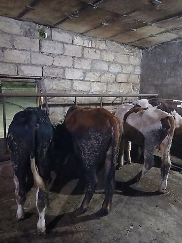damaz: Satılır: dana/coluq heyvanlar - Növ: iri buynuzlu heyvanlar (dana) - — 4