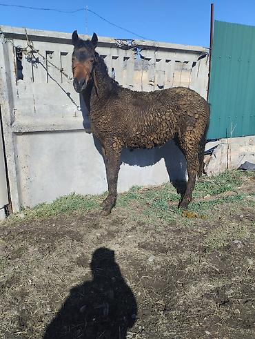 Лошади, кони: Продаю | Жеребенок | Рабочий | Племенные — 5