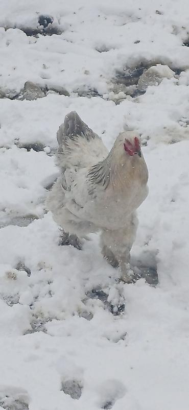 keçi satılır: Toyuq, Brama, Damazlıq — 1