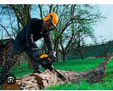 Спил деревьев, заготовка дров: Бак кыйууу бак жыгуу отун дрова — 10