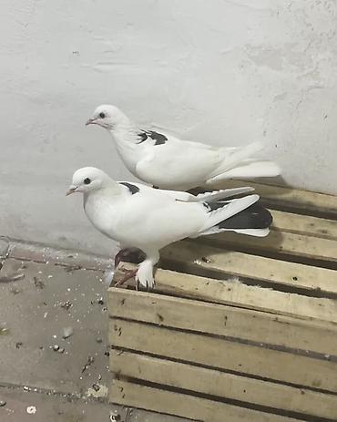 goyerci: Göy nişan cütdülərdi bakı quşlarıdı uçan cinsdir — 2