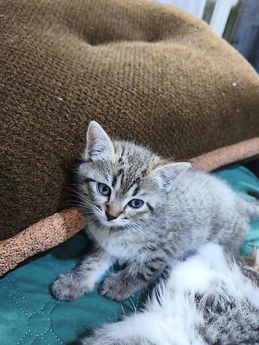 Отдам даром кошку: Кошка даром: Беспородная, Девочка — 8