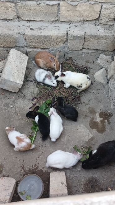 dovşan qiymətləri: Fərqli rənglərdə olan ev dovşanları. Bu dovşanlar sosial heyvanlardır