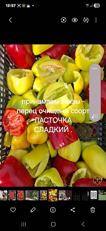 Помидорлор: Помидорлор — 2