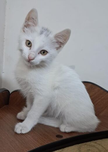 Erkək, Yaxşı əllərə, Ünvandan götürmə