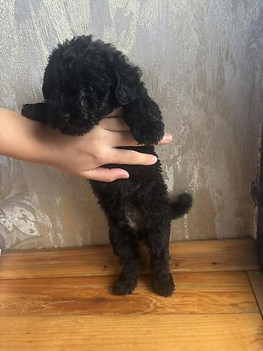 it coban: Pudel, 1 ay, Erkək, Ünvandan götürmə, Pulsuz çatdırılma, Ödənişli çatdırılma — 3