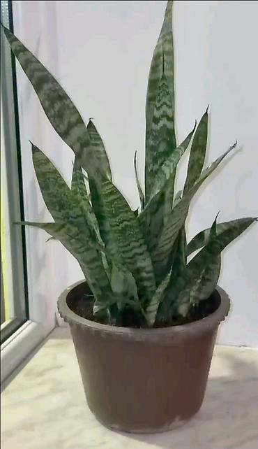 bitki satisi: Sansevieria Sansevieria trifasciata, qılıncvari bərk yarpaqlar — 1