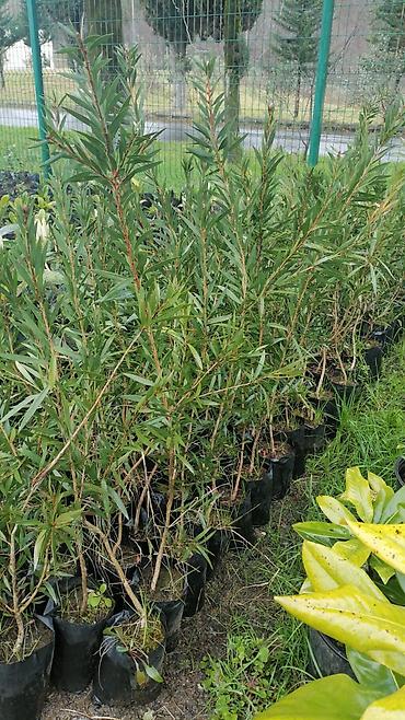 orxideya gulunun qiyməti: Bitki: Nerium oleander (zakkum) fidanları – torflu plastik kisələrdə — 4