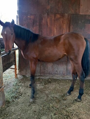 обмен на корову: Продаю | Жеребенок | Английская | Конный спорт