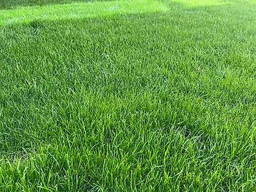 Дворники, садовники: 🌱Я садовник сеем газон с нуля посев газон садовник выезд — 6