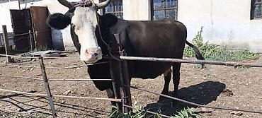 Коровы, быки: Продаю | Корова (самка) | Для молока — 29
