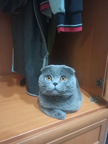 Вязка кошек: Вязка: Скотиш Фолд (Шотландская вислоухая), Мальчик, 3 года — 9