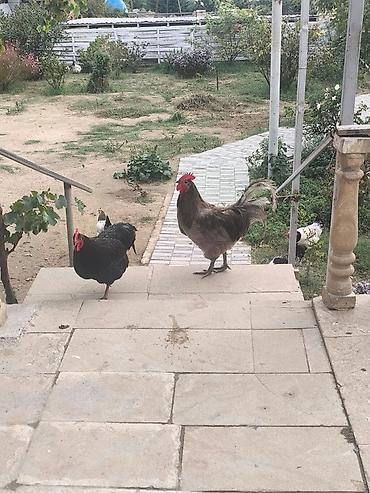 toy pudil: Məhsul: Ev təsərrüfatı üçün xoruzlar Təsvir: - Şəkillərdəki xoruzlar — 6
