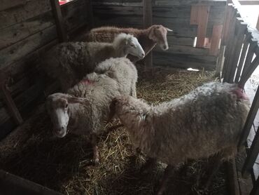 Qoyunlar, qoçlar: Diqqətlə oxu sonra zəng elə! 4 ədəd qoyun satılır! 3 ədəd qoyun — 9