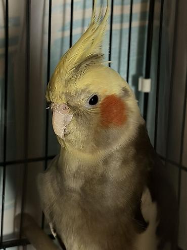 Korella tutuquşusu üçün yeni ev axtarılır 🐦 Təxminən 1 yaşındadır