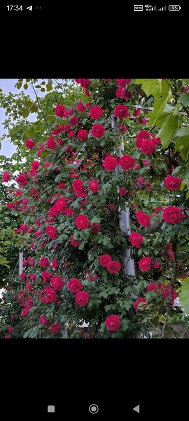 Продажа домов: Дом, 1441 м², 8 комнат — 30