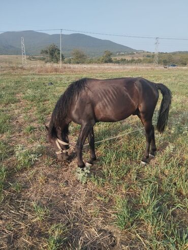 at satısı: Erkək, il: 3, Ünvandan götürmə