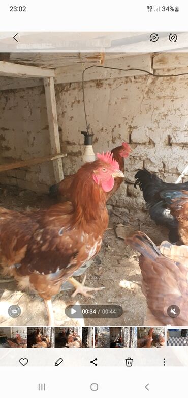 домашняя кошка: 🐓КОРЕЙСКИЙ ТОЖОН ТООКТОР САТЫЛАТ✅️✅️ ☑️5 КОРОЗ, 4 ТООК ✅️ ОБЩИЙ 9