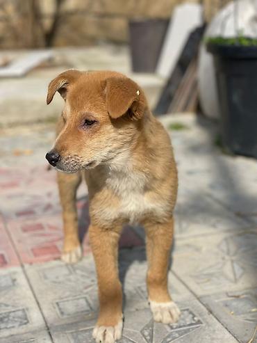 İtlər: İt balaları – mehriban və ağıllı dost axtaranlar üçün - Növ: qarışıq — 9