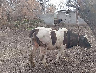 Баран, овца: Продаю | Овца (самка) | На забой — 4