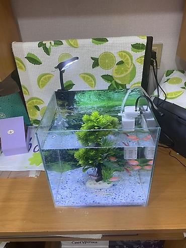 baliglar: Dördbucaq akvarium, Balıqlarla birlikdə, 20 l, Ünvandan götürmə — 1