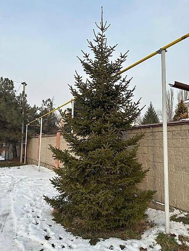 Декоративные деревья: Саженцы деревьев: Ели, Самовывоз — 2