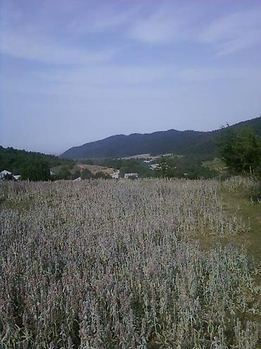 Torpaq sahələrinin satışı: 12 sot, Tikinti, Mülkiyyətçi, Kupça (Çıxarış), Bələdiyyə, Texniki pasport — 6