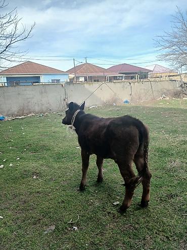 Dana, buzov: Diși göbəkli 7ayLlq disi danadlr. dananln anaslvə anaslnln anaslda — 30