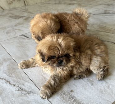 İtlər: Pekines, 2 ay, Ödənişli çatdırılma — 6