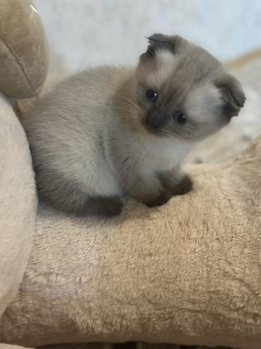 Pişiklər: Şotland, Erkək, Dişi — 10