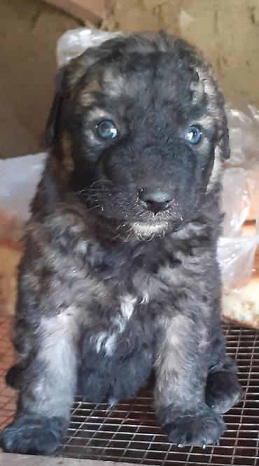 İtlər: Alman çoban iti, 1 ay — 5