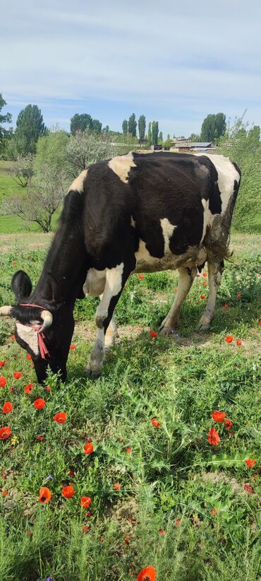 голштин бука: Продаю | Корова (самка) | Голштин | Для молока | Стельные