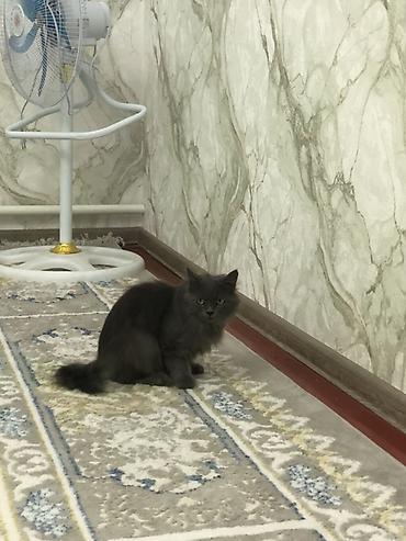 серая кошка: Кошка даром: Американский кёрл, 1 год, Девочка — 4