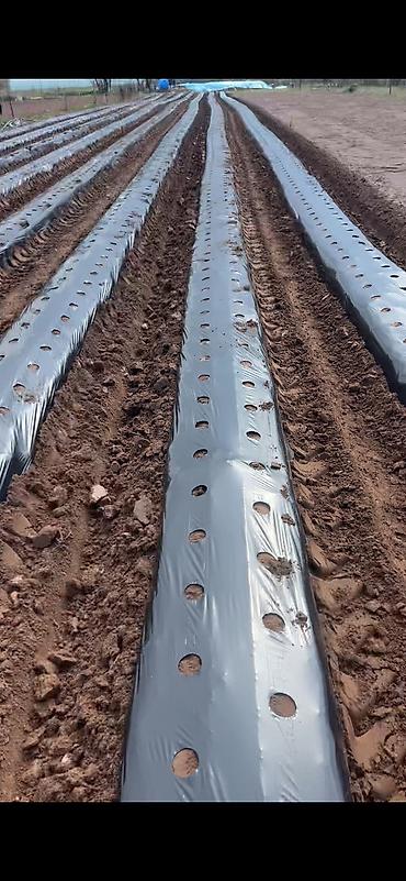 eafc 25: Заказ алабыс бугоро 3в1 барып өзүбүс тартып дагы бүтүрүп беребис 7 — 3