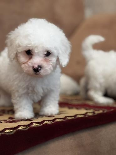 İtlər: Bişon Frize — 1