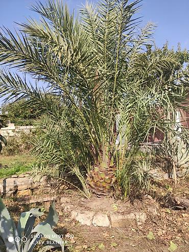 yasəmən agaci: Xurma (xurma xurması) palm ağacı - Növ: Phoenix dactylifera (xurma — 2
