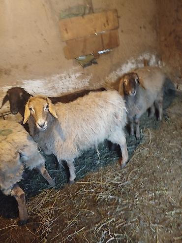 Баран, овца: Продаю | Ягненок | Полукровка | Для разведения | Матка — 5