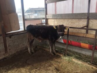 домик для кошка: Сатам | Бука (эркек) | Алатоолук