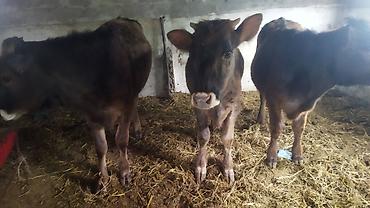 Коровы, быки: Продаю | Тёлка | На откорм — 6