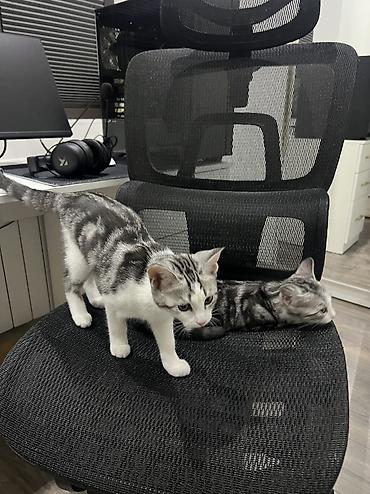 няня для кошек: Передержка котов на дому/ Гостиница для котов на дому Домашний уход — 4