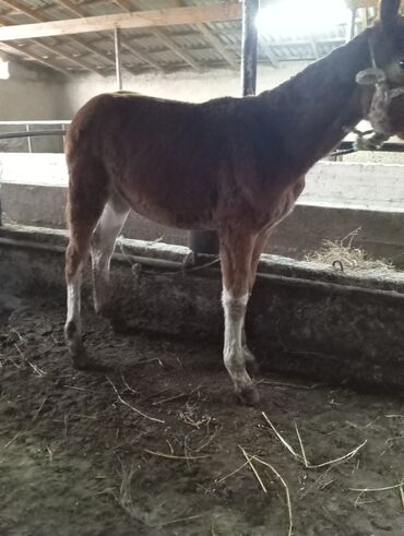 наполнитель для животных: Сатып алам | Жылкылар, аттар