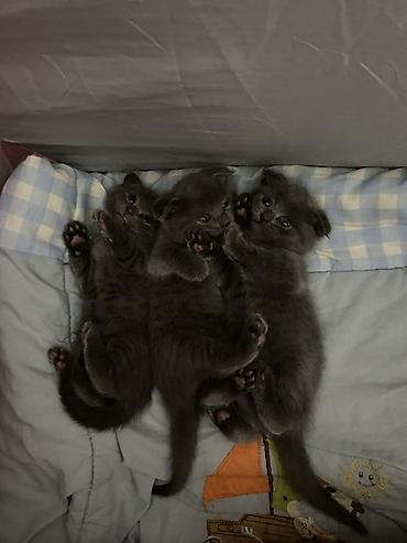 scottish fold satilir: Şotland yastı qulaq, Dişi, Erkək, Yaxşı əllərə, Ünvandan götürmə — 2