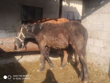 Лошади, кони: Продаю | Жеребенок | Рабочий — 11