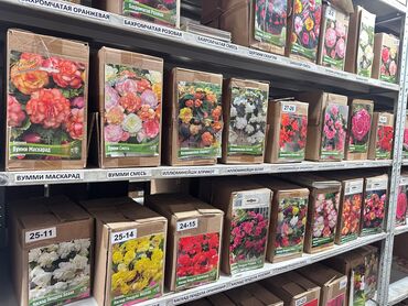 Садовые цветы и кустарники: Луковицы цветка: Лилейники — 9