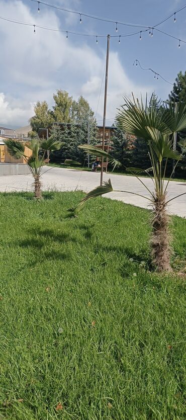 Садовые цветы и кустарники: Саженцы цветка — 25