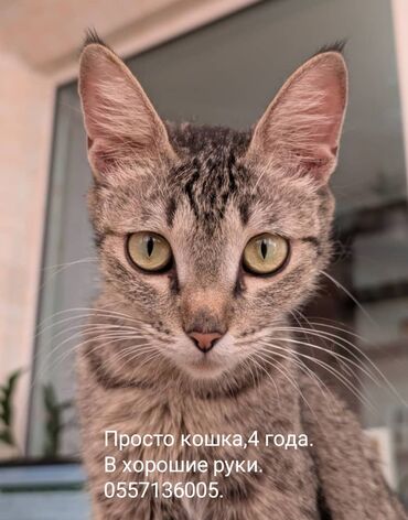 домашний кошка: Кошка даром: Беспородная, 4 года, Девочка