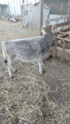 cins ineklerin satisi 2018: Dişi dana lalafo.az -da cins ineklerin satisi 2018: Dişi dana